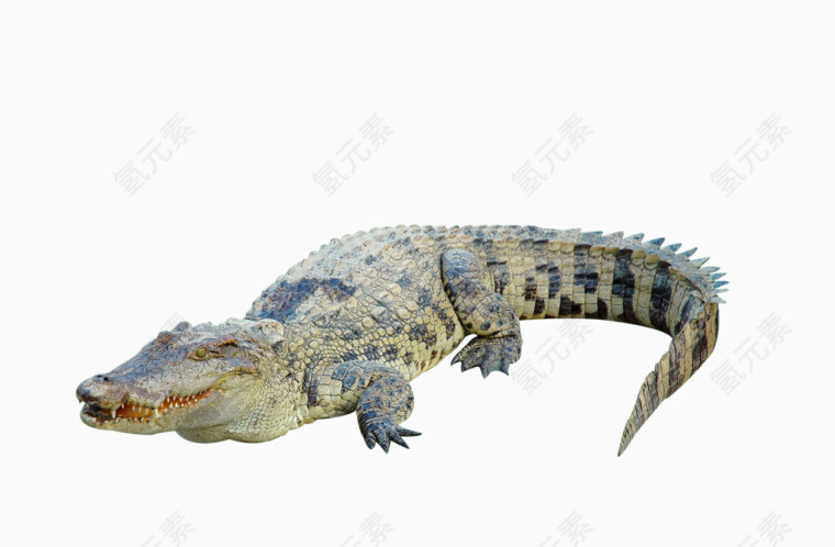 鳄鱼图片