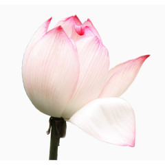 粉色单支下垂花瓣