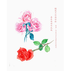 玫瑰与诗词