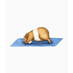 创意小豚鼠瑜伽插画