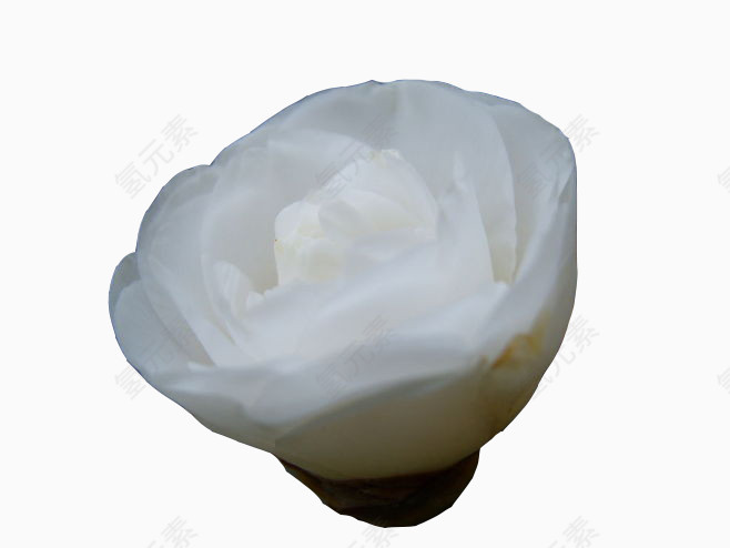 白色山茶花