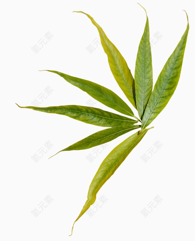 几片鲜艳的叶子