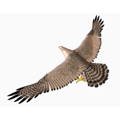 3D飞行的鹰