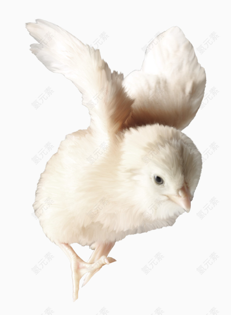 飞翔的小鸡