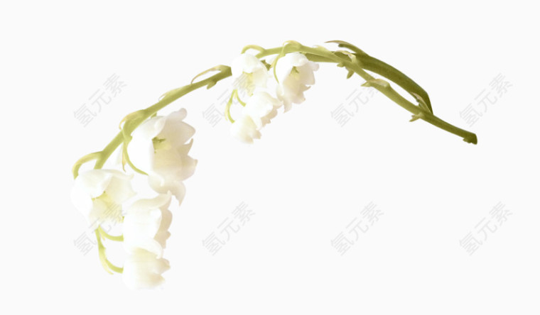 白色凤尾兰花朵素材