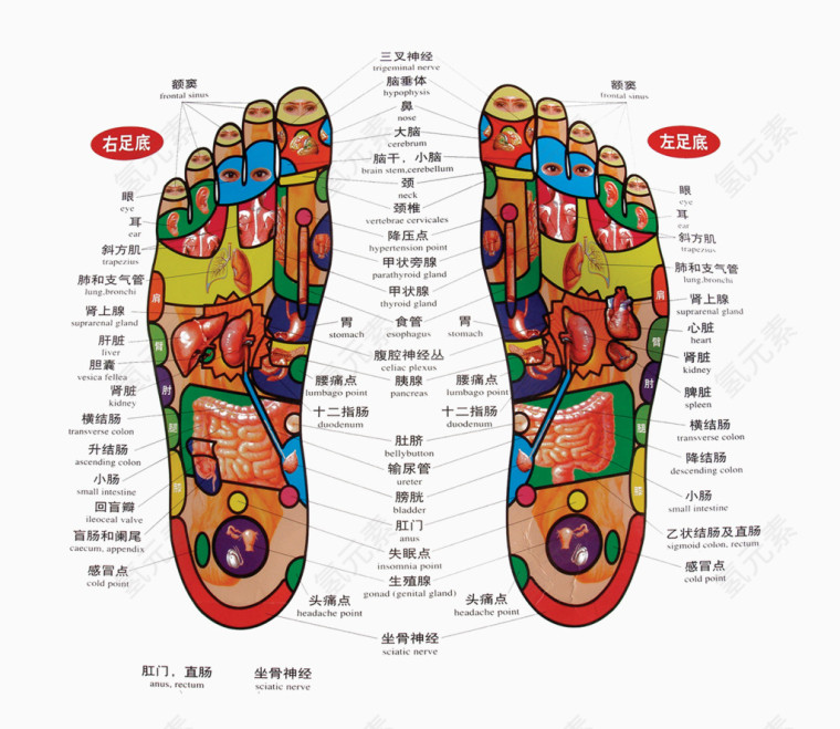 双脚足底穴位图