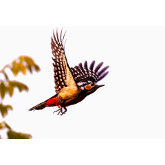 两组大班啄木鸟