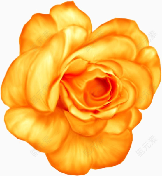 橘色玫瑰花