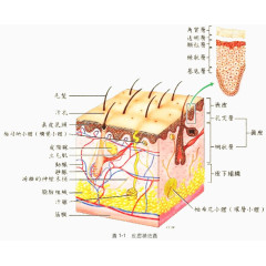皮肤组织构成图形展示