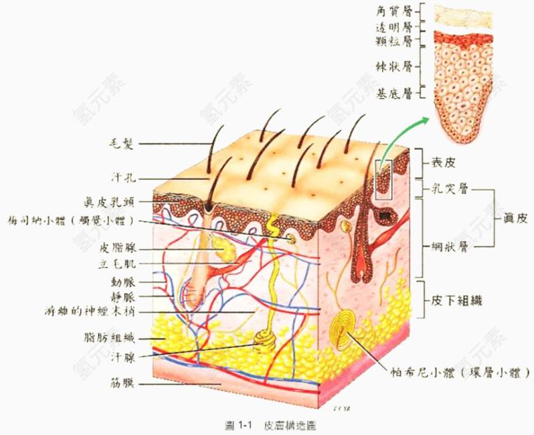 皮肤组织构成图形展示