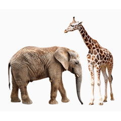 可爱的大象与长颈鹿