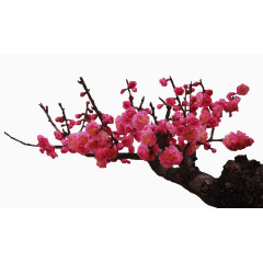 梅花图案