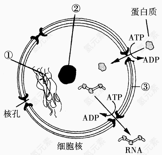 生物细胞核蛋白质分析图