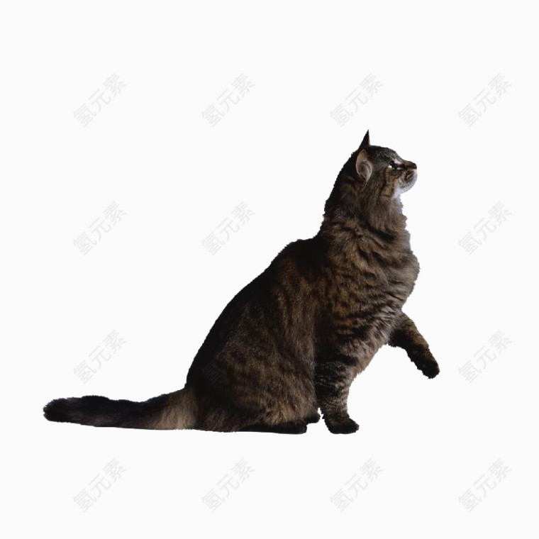 仰望猫咪