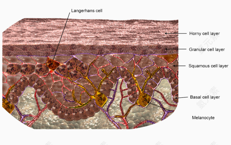 皮肤结构图片