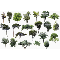 各种槐树品种展示图