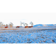 坝上草原的冬天