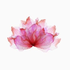 漂浮水彩玫瑰红色花卉