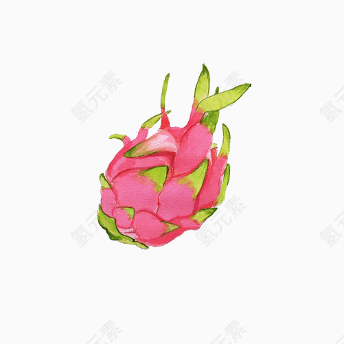 火龙果手绘画素材图片