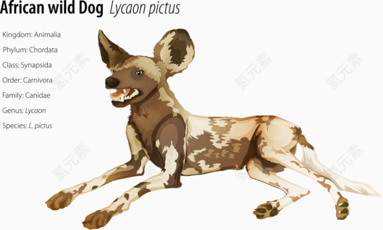 非洲猎犬