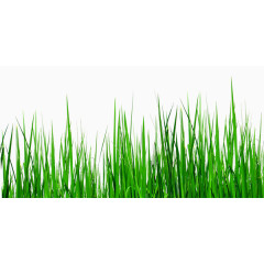 城市风景绿色小草