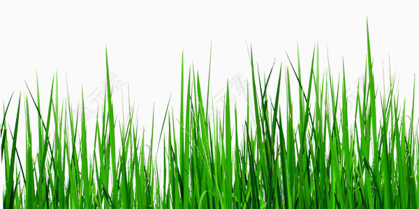 城市风景绿色小草