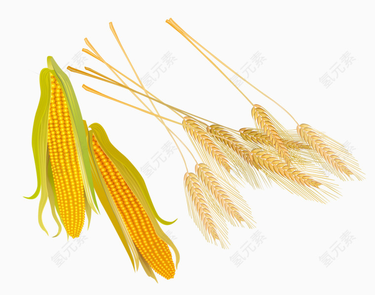 矢量玉米