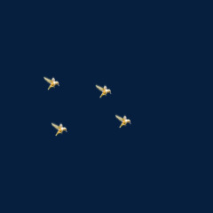 天空中飞翔的小鸟