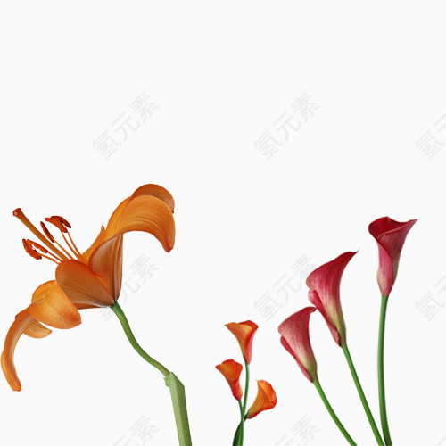 三款盛开鲜花