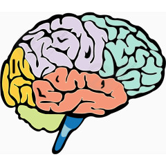 矢量人类大脑