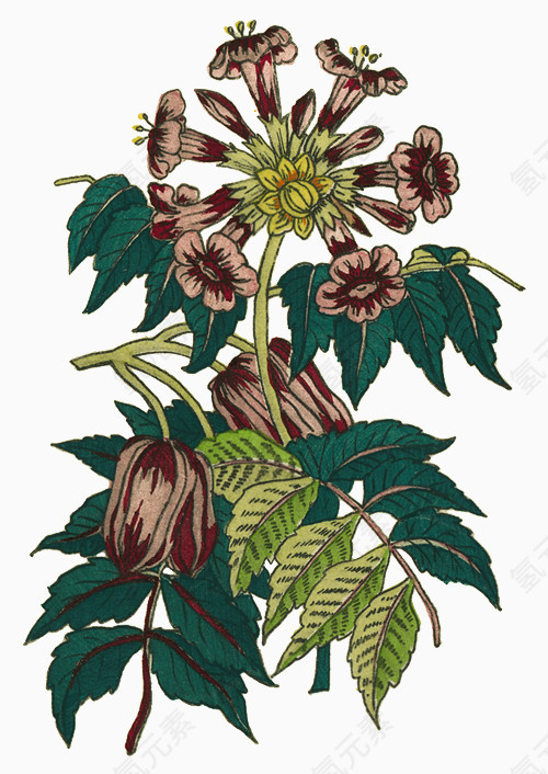 花纹