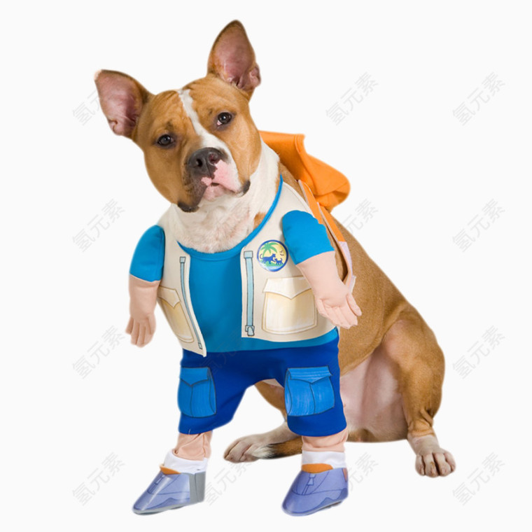 穿衣服的狗狗
