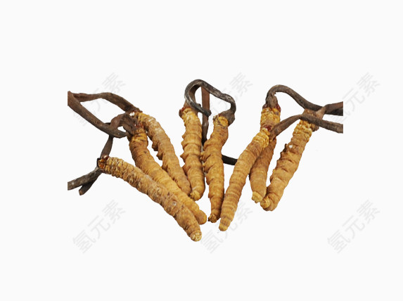 免抠素材虫草图片