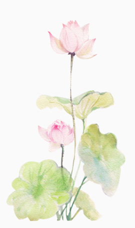 荷花素材