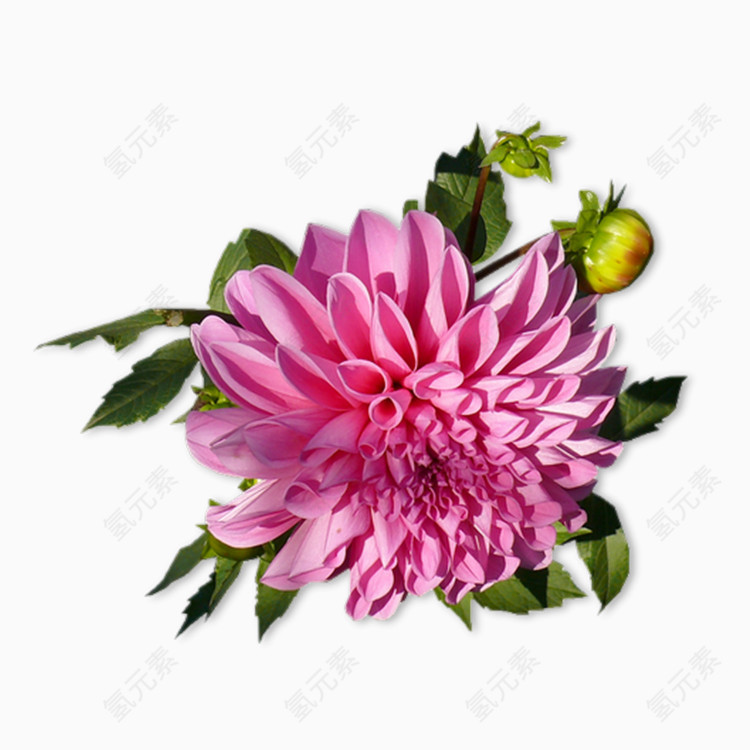 粉色菊花