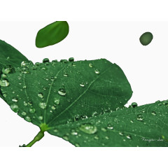 清晨带露水的叶子