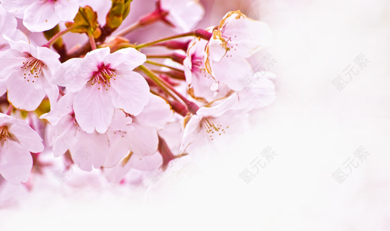 花，粉花