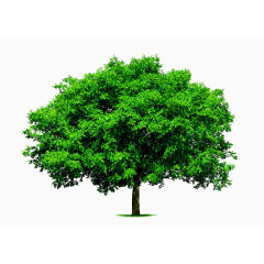 大树冠桉树图片素材