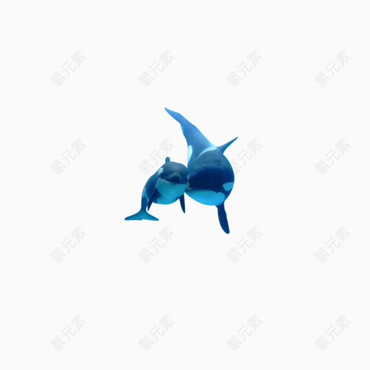 海豚母子
