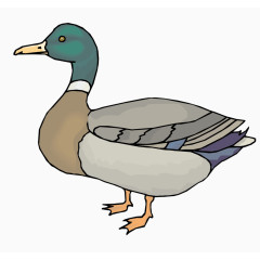 矢量野鸭子素材