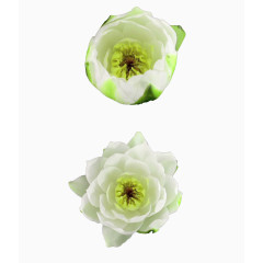 花朵开放过程实拍素材