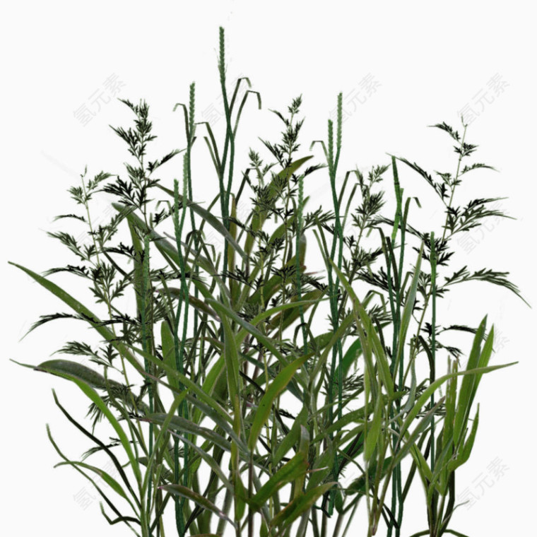 植物芦苇丛