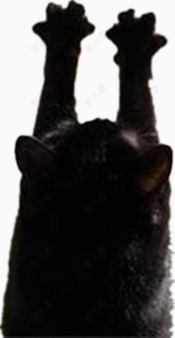 伸懒腰的猫