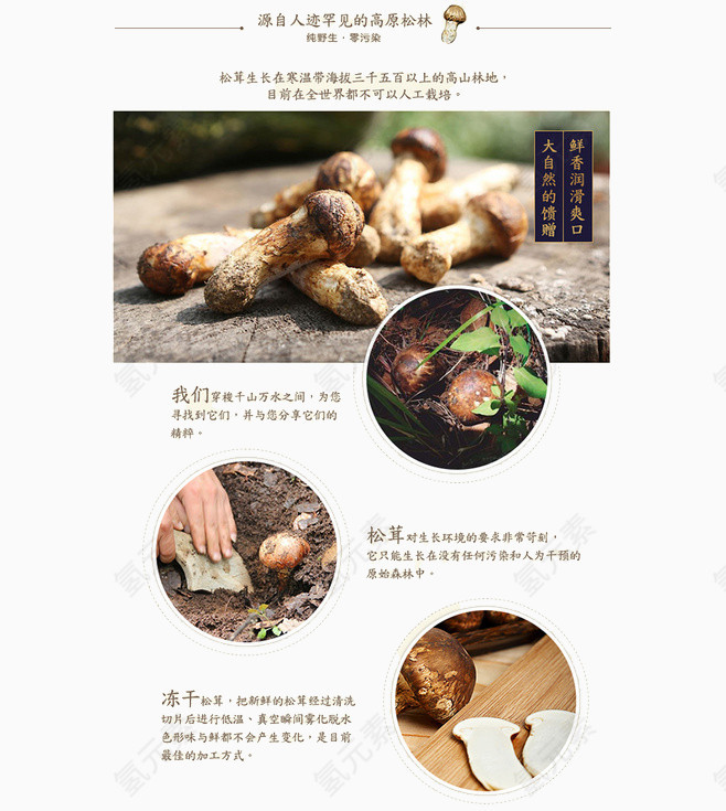 香菇简介与介绍