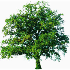 榕树绿树景观树效果贴图