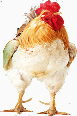 公鸡