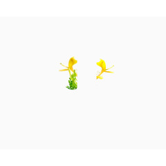 矢量 金银花 花朵 png素材