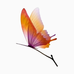 站在树枝上的蝴蝶