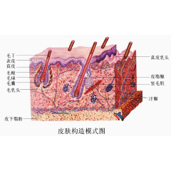 日常生活知识皮肤组织