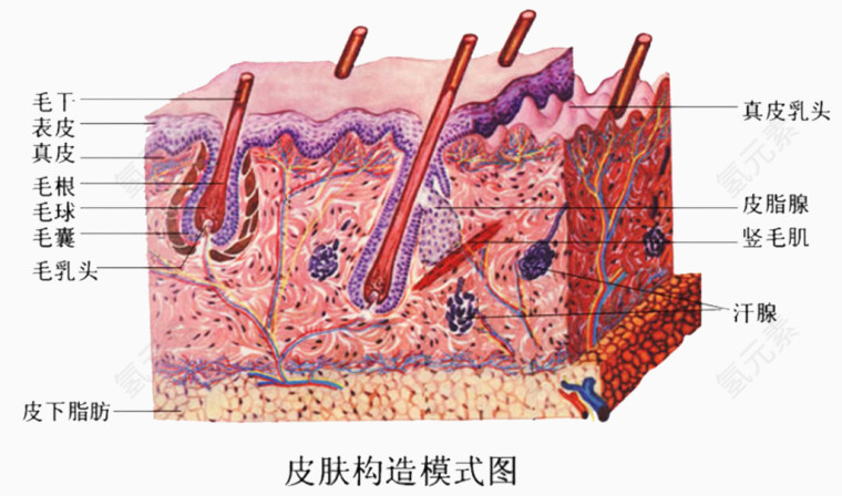 日常生活知识皮肤组织